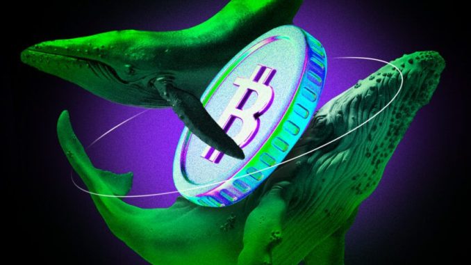 Crypto Whales Alert: 16 New Bitcoin (BTC) Addresses in a Crypto Whales Alert: 16 New Bitcoin (BTC) Addresses in a Single Day